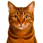 Для кошек